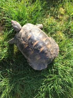 Griechische Landschildkröte männl. 10 Jahre alt