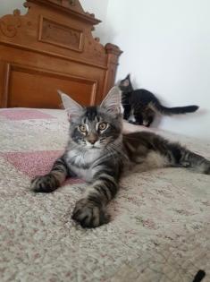 . Tolle Maine Coon kitten mit Stammbaum aus seriöser Zucht .