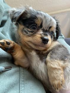 Chihuahua in Langhaar