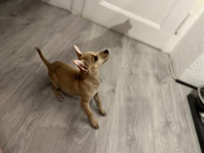 Neues Zuhause gesucht
