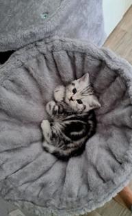 Bkh Kitten whiskas/ tabby