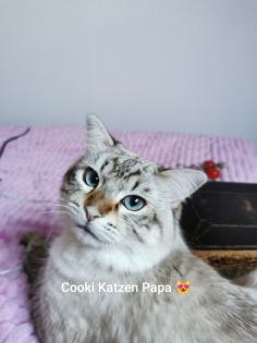 Kitten Heilige Birma
