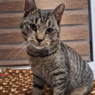 Fundkatze Gino sucht ein Zuhause