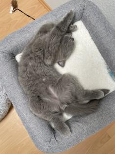 BKH Kitten Britisch Kurzhaar Katzenbabys Kitten