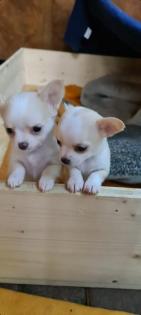 Chihuahua Welpen suchen ein liebevolles Zuhause