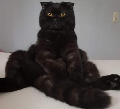 Scottish fold Katze und Kater abzugeben