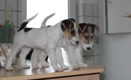 Drahthaar Foxterrier Welpen.