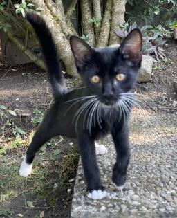 Kitten Kätzchen Junge Waldkatze