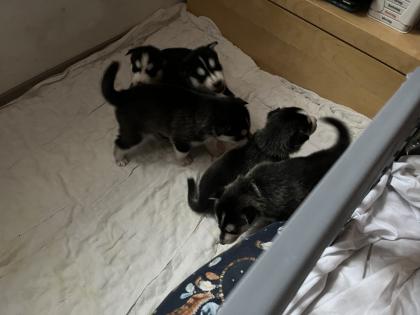 Sibirien Husky Welpen