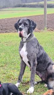Deutsche Dogge Hündin
