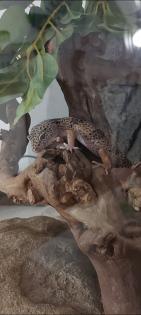 Leopardgecko Dame