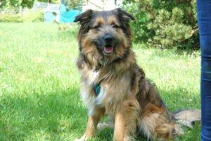 Sly - männlich 2 Jahre 52 cm 23 kg Briard-Mix Gechipt Nicht kastriert