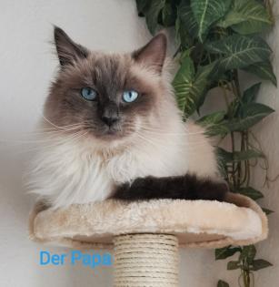 Neva masquarade Sibirische Waldkatze kitten