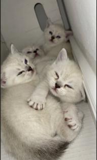 Abgabe bereite BKH blue point kitten