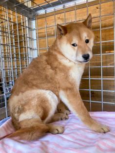 Shuzo - Shiba Inu Mix