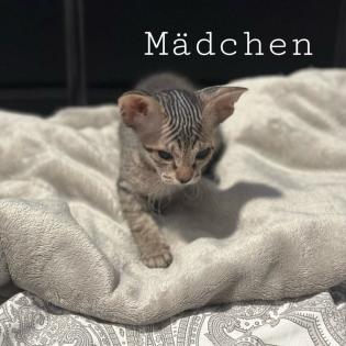 Don- Canadian Sphynx/ Sphinx Kitten