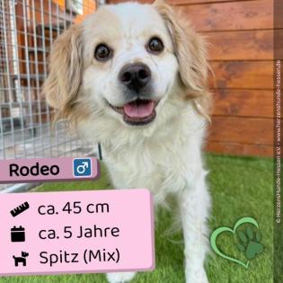 Rodeo m 5 Jahre 45 cm Slowakei