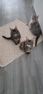 Maine Coon Kitten / Coonies /Kitten