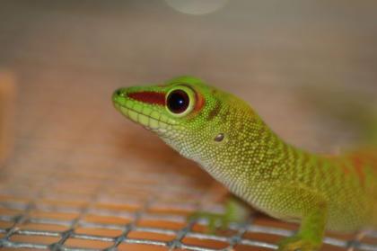 Grosser Madagaskar Taggecko aus Hobbyzucht sehr schöne Tiere DNZ 2022
