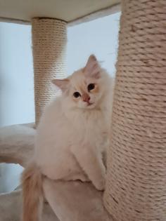 Heilige-birma Kitten