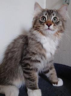 Ragdoll - Perser - Maine Coon Kater
