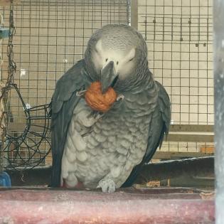 Graupapagei Hahn sucht neues Zuhause