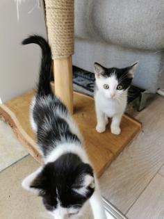 Katzenbabys Kitten abzugeben