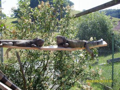 Breitrandschildkröten Testudo marginata eigene Nachzucht 2022.