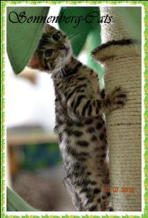 Bengal Kitten die kleine Minileopaden