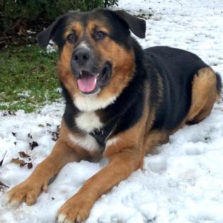 JENN BALU - männlich 4 Jahre 72 cm 57 kg Schäfer-Berner-Sennen-Mix Gechipt Kastriert