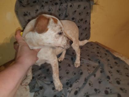 Australien Cattle Dog Mix Texas Heeler Australien Cattle dog x Shepard