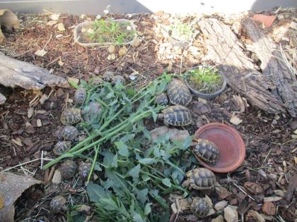Junge Landschildkröten zu verkaufen