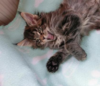 Tolle Maine Coon Kitten mit schönen Luchspinseln