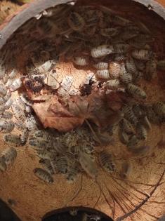 50 Pandaasseln - Porcellio laevis Panda