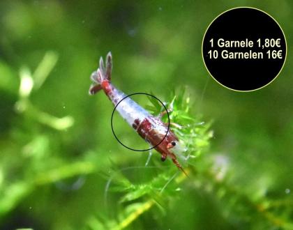 Red Rili Garnele Zwerggarnele Versand/ Abholung