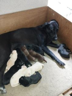 Süße Labrador Welpen zu verkaufen