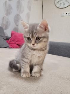 BKH Katze Black Silver Tabby Whiskas Babykatze