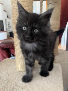 Maine Coon Kitten Kater reinrassig