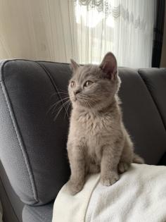 Zwei liebe BKH Kitten lilac blue weiblich