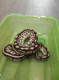2 Köpy Mojave 1. 1 Inkl. Terrarium und zubehör