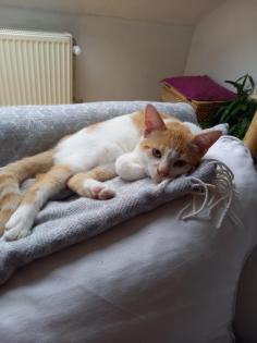 Kitten abzugeben