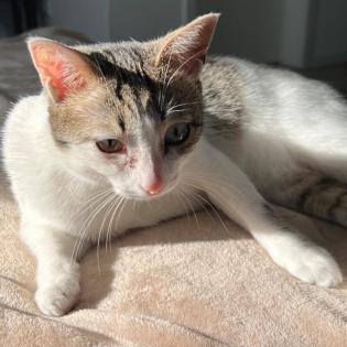 KITTY - europäische Kurzhaarkatze - 5 Jahre - Tierhilfe-Franken e. V.