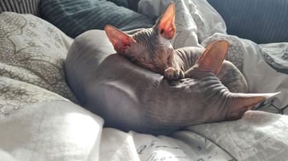 Sphynx Mädchen 8 Monate