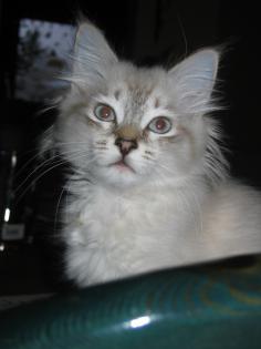 Reinrassiger Deckkater Nevamasquarade gesucht