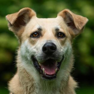 JOSCHI - lieber Mischling - 4 Jahre 9 Monate - Tierhilfe-Franken e. V.
