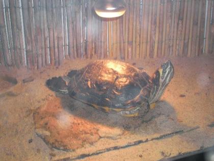Gelbwangenschildkröten Paar zu Verkaufen