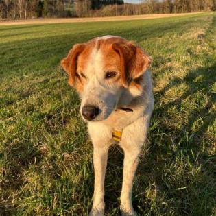 Bronco / Status sucht ein Zuhause