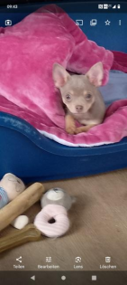 Chihuahua reinrassig Rüde lilac tan - Kurzhaar seltene Farbe vollständig geim