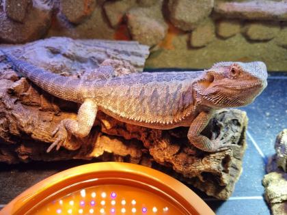 Bartagame weiblich zu verkaufen