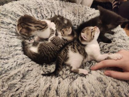 Kitten Kätzchen Babykatze Katzenbaby EKH